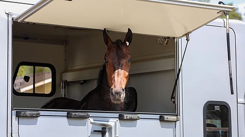Ruokaviraston ohjeistus hevoskuljetuksista aiheuttaa epäselvyyttä. Kuvan hevonen eikä auto liity tapaukseen.