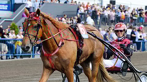 Jockas Rita ravihevonen