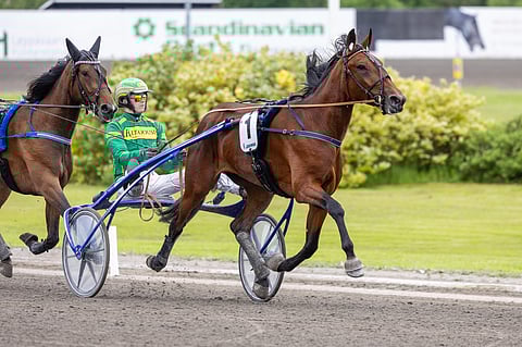 Touhukas tammalupaus Lafayette on Tammakriteriumin jokerikortti