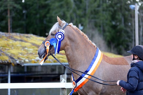 Toivolan Valekron kesä ei mennyt niin kuin piti.