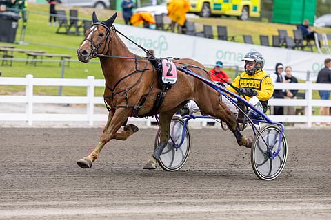 Kahdeksan vuoden ikään ehtinyt Wertti päättää talvitaukonsa Tampereella.