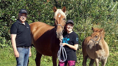 Viime vuosien aikana Liimataisille on syntynyt 2–5 varsaa vuodessa.