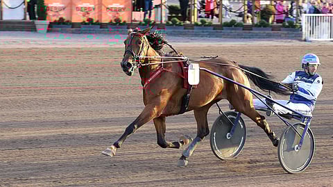Mascate Match on hyvä esimerkki poikkeuksellisesta tammasta, joka jätti taakseen parhaat oriitkin.
