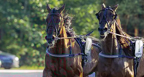 Endurance Boy (vas.) hyödynsi voimiaan karsinnoissa ja kiri kärjen ylivauhdin jälkeen maaliin ensimmäisenä. BWT Jackpot on nopea tamma, joka kiisi karsintavoittoon kuin tuulispää johtavan takaa tilaa saatuaan.