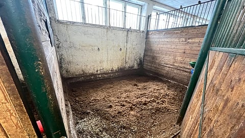 Turve on suosittu kuivike hevostalleissa. Voisiko sen korvata jollakin muulla raaka-aineella?