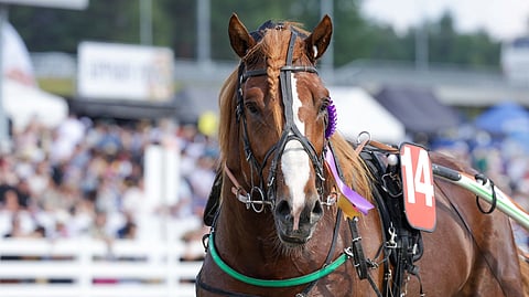 Soketti hurmaa raviradoilla. Hannu ja Linda Isotalon kasvatin menestys on jatkunut sarjojen noususta huolimatta.
