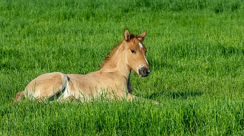 Kari-Markku Karjalainen on kasvattanut lukuisia suomenhevosia.