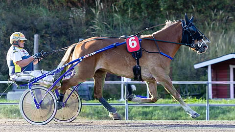 Jukka-Pekka Kauhanen on ohjastanut valtaosan Nätti Tianan starteista.