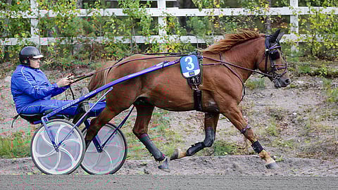 Teemu Jurvanen ja Kaukomieli lämmittelemässä viime vuoden Kriterium-karsintaan, jossa edelle jäi vain Caru.
