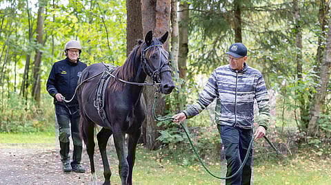 Timo ja Antti Niemelä ovat kävelleet eräänkin askeleen varsojen kanssa.