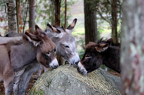 Aasi tarvii seurakseen lajitoverin, hevonen tai poni ei riitä. Kuvan aasit eivät liity juttuun.