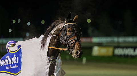 Prasutagus Secret oli karsintavoittajista suurin yllättäjä, mutta myös nopein.