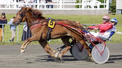 ”Suomenhevosella on sielu. Se puhuu samaa kieltä kuin me suomalaiset. Jokainen suomenhevonen on oma persoonansa ja niiltä saa niin paljon”, Mari Rautiainen kuvailee.