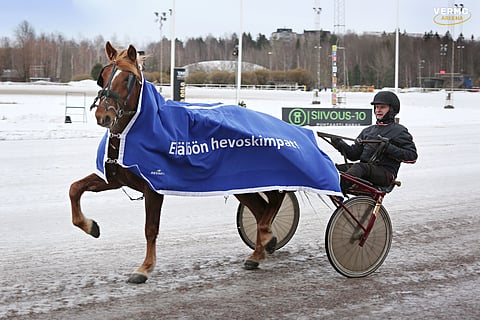 Hevonen on eläin, joka hitsaa yhteen porukan kuin porukan.