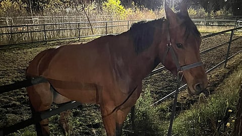 Con Amor eli Bambi odotti kärsivällisesti pelastajiaan.