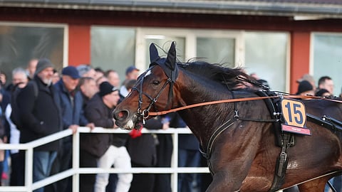 Massimo Hoist St Leger 2025