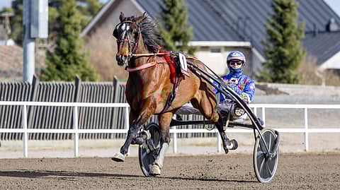 Halley Wania, Olli Koivunen