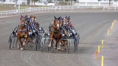 Tilastojen mukaan vajaa kylmäverilähtö perutaan jonkin verran todennäköisemmin kuin lämminverilähtö samalla hevosmäärällä. Vertailussa
ei huomioitu lähetystapaa tai ikärajoituksia, joita oli molemmilla roduilla sekä perutuissa että ajetuissa lähdöissä.