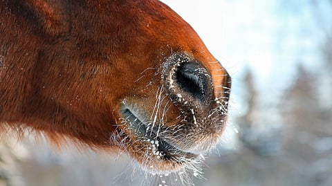 Suomessa on ajettu tänä vuonna kahdet ravit. Seinäjoella oli määrä kilpailla sunnuntaina klo 13 alkaen.