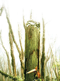 The organic identity