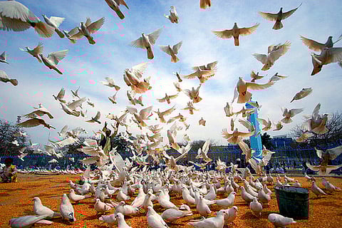 Peace doves fly on the grounds of the historic Hazrat-i-Ali mosque, Afghanistan in observance International Peace Day.
Photo: UN Photo / Helena Mulkerns