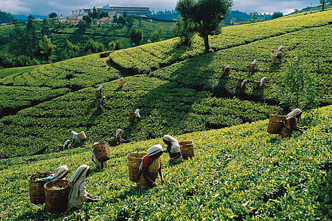 Picking tea in Up-country Sri Lanka. Flickr / James_Gordon_LosAngeles