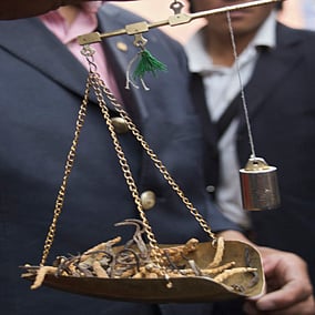 Cordyceps from Bhutan has a huge international market, and it is sold in places such as Thailand, Singapore, China, India, Malaysia and the US
Photo : Wikimedia Commons / Mario Biondi