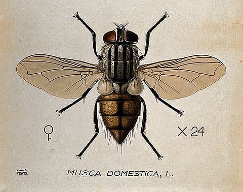 The housefly (Musca Domestica). Photo: Wikimedia Commons/ Wellcome Images.