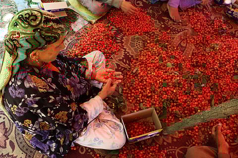 Every single part of a cherry goes through a proper scanning before it can make it to the box and, finally, to the market.