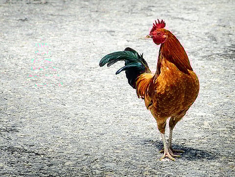 Photo: Larry Lamb / Flickr