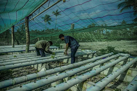 Protecting a fragile freshwater lens. Thoddoo Island, Maldives. Photo: IWRM AIO SIDS / Flickr