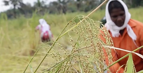 “Pokkali has the ability to withstand climate change because the crop can grow in places with saltwater incursion,” says Jayachandran, a pokkali farmer. Photo courtesy: Sivdas