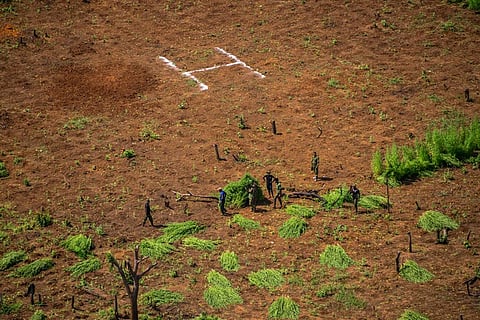 Cannabis seized from the Kumana forest reserve in Ampara, Sri Lanka in a joint operation by the Sri Lanka Air Force and the Special Task Force in January 2022. Photo: Ministry of defence Sri Lanka / defence.lk
