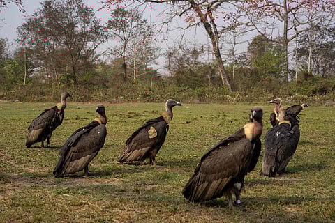Vulture restaurant at Nawalparasi. Photo courtesy: Tulsi Rauniyar