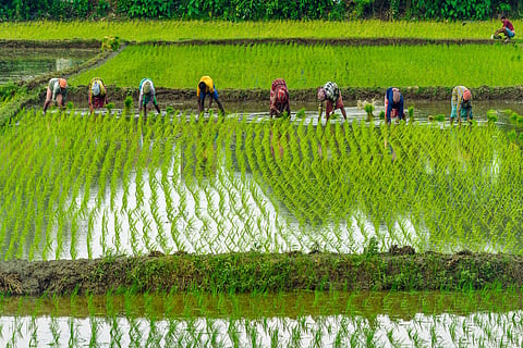 The agrarian crisis in Punjab has intensified, with severe socio-economic and ecological consequences. Photo: iStock photo