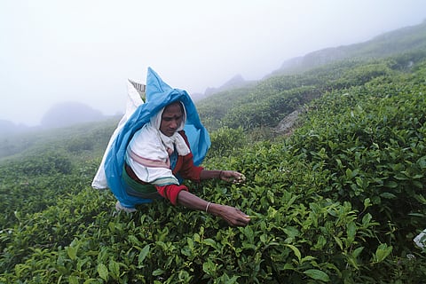An estate worker on a tea estate in Nuwara Eliya, in the Central province. This year, Malaiyaha Tamils marked 200 years since their arrival in Sri Lanka by walking from Talaimannar to Matale in the Central Province, an act of protest as much as it was an act of remembrance. Photo courtesy: Knut-Erik Helle