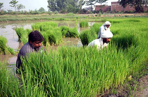 Farmers sapling the rice crop at a paddy field in Gujranwala, Pakistan, in 2024. (This featured image was added online in 2024, and did not appear in the original print publication.)