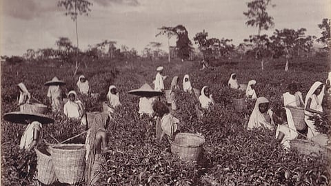 A vintage black and white photograph showing Assamese women plucking tea. Some of the women are wearing wide-brimmed hats, others are covering their head with a veil, and all of them are carrying the tea plucker's baskets.