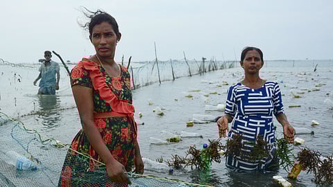 Two women seaweed farmers in Vallappadu, Pooneryn. Women in Sri Lanka's north working in food production such as seaweed bear the brunt of extreme heat