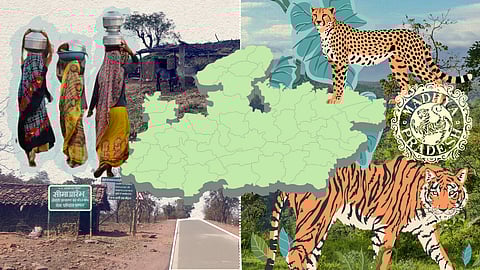 Among India’s states, Madhya Pradesh has the largest number of tigers and tiger reserves, as well as the highest number of Adivasis and forest villages. Under the guise of tiger conservation, the state and central governments have violated both the law and the rights of forest-dependent communities.