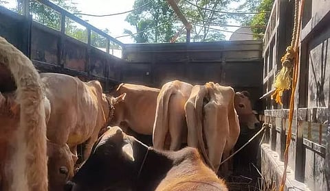 असम पुलिस ने बिश्वनाथ जिले में तस्करी के प्रयास को विफल किया, मवेशियों को बचाया