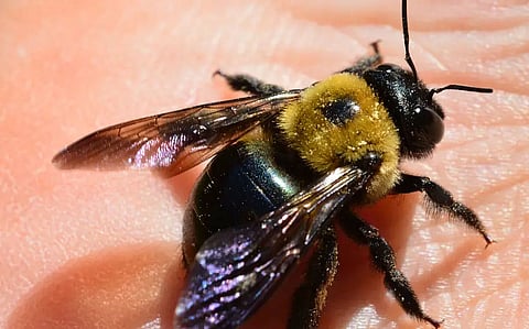 असम के तामुलपुर जिले में मधुमक्खियों के हमले से एक व्यक्ति की हुई मृत्यु