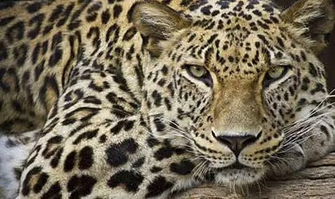 जोरहाट में मोहबंधा चाय बागान में तेंदुआ कैद