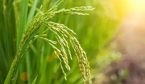 बोकाखाटी में बोरो धान पर प्रदर्शन आयोजित