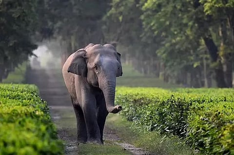 असम: जोरहाट, गोलपारा, उदलगुरी में 24 घंटे के भीतर 3 हाथियों की मौत