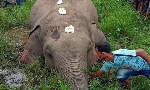असम में 5 साल में 121 अप्राकृतिक जंबो की मौत