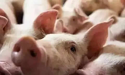 विश्वनाथ जिले में अफ्रीकी स्वाइन फीवर की जांच के लिए लगाया गया प्रतिबंध