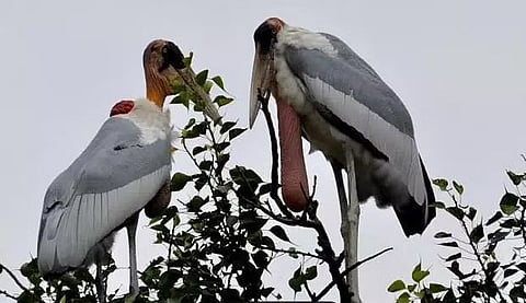 असम के कम चमरघेंघ सारसों (Adjutant Stork) को बचाने की पहल (Initiative to save Lesser adjutant storks of Assam)