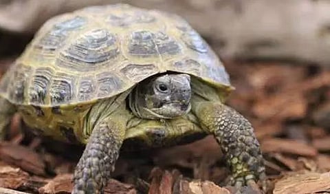 नागालैंड में बंदी नस्ल के 10 विशाल कछुओं को जंगल में छोड़ा गया