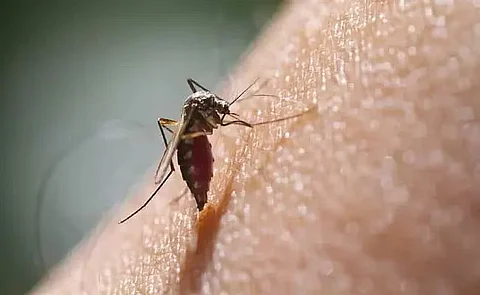 डेंगू संक्रमण के खिलाफ लक्षण और सुरक्षा उपाय